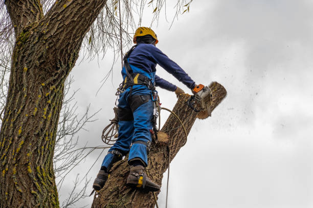 How Our Tree Care Process Works  in  Zapata, TX