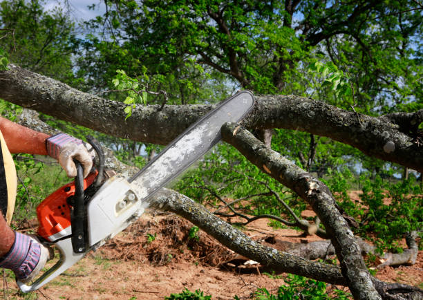 Trusted Zapata, TX Tree Care Services Experts